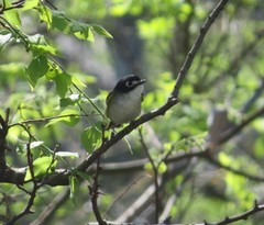Vireo atricapilla
