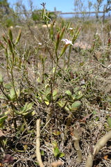 Adromischus caryophyllaceus