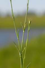 Dianthus campestris