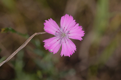 Dianthus campestris