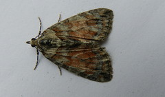 Hydriomena perfracta