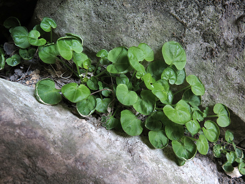 Megadenia pygmaea Maxim.