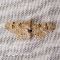 Gymnoscelis admixtaria