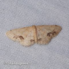 Idaea chotaria