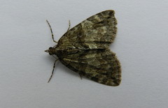Hydriomena transfigurata