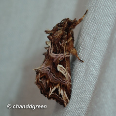 Callopistria exotica