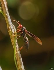 Polistes erythrocephalus