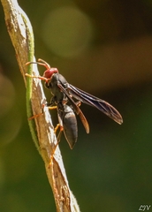 Polistes erythrocephalus