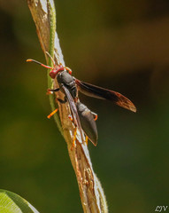 Polistes erythrocephalus