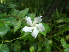 Echites umbellatus