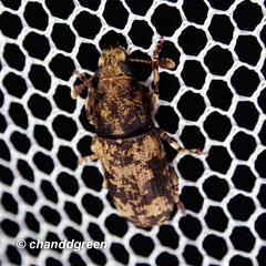 Basitropis nitidicutis