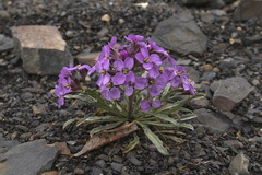 Erysimum pallasii