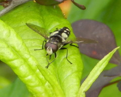 Sericomyia lata