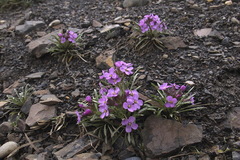 Erysimum pallasii