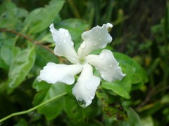 Echites umbellatus