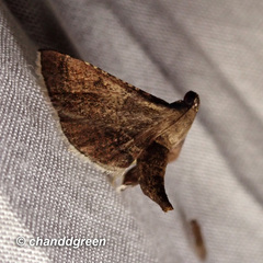 Endotricha theonalis