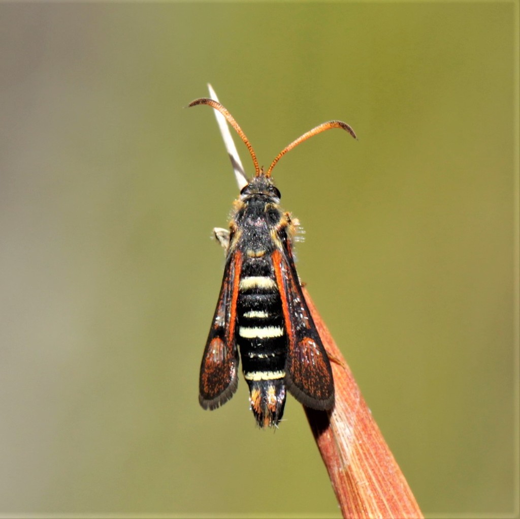 Alonina pyrocraspis