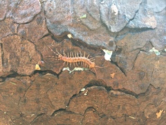 Lithobius variegatus