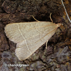 Hypsopygia nonusalis