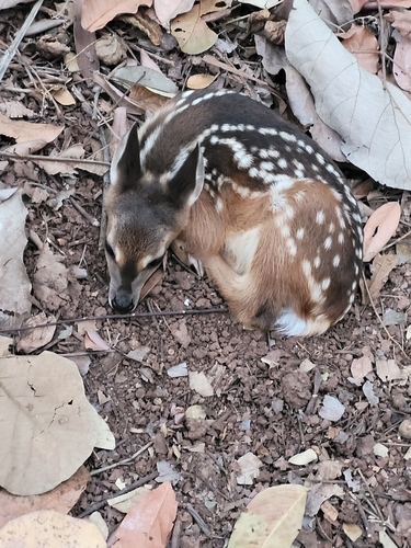 Southern Brown Brocket, photo 4 of 9