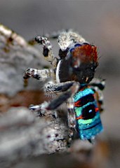 Maratus karrie
