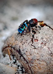 Maratus karrie