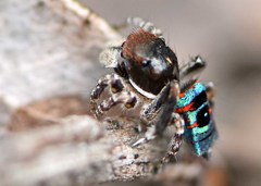Maratus karrie
