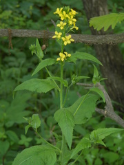 Sisymbrium luteum
