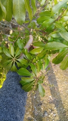 Pieris japonica
