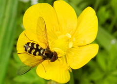 Dasysyrphus intrudens