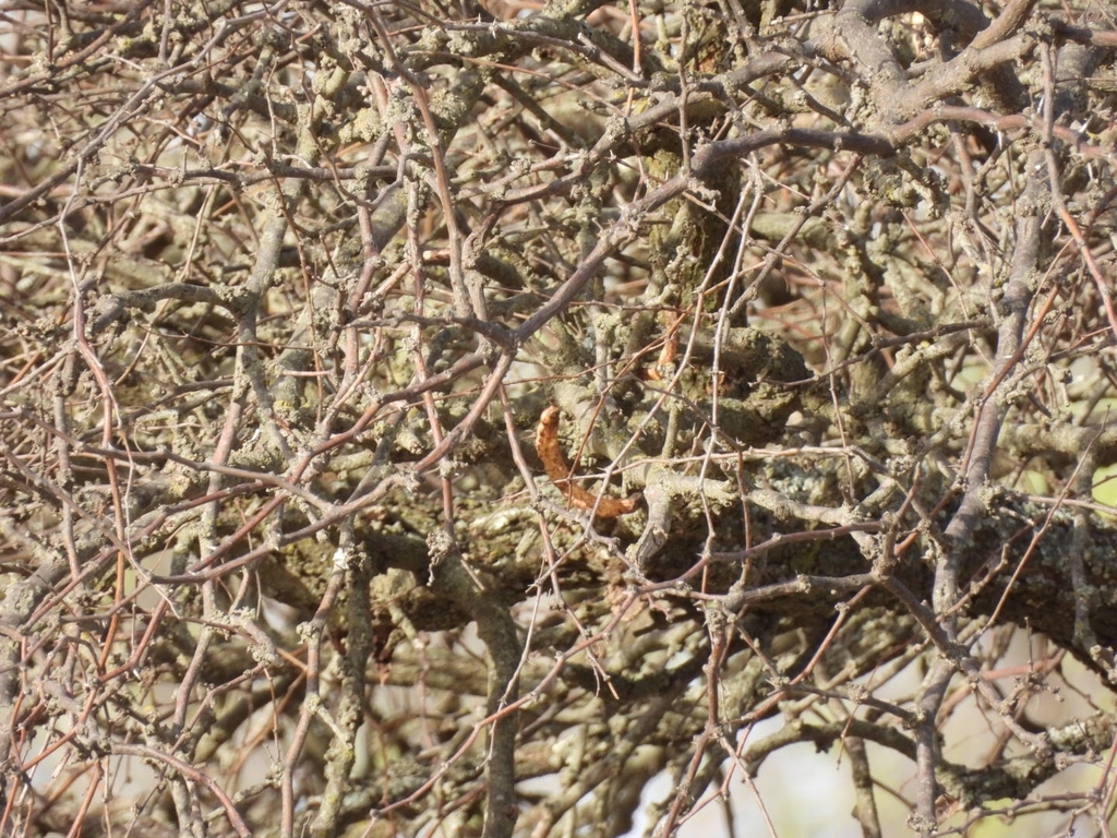 Prosopis caldenia Burkart 3