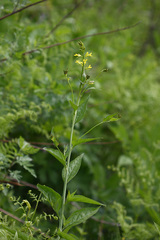 Sisymbrium luteum