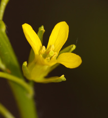 Sisymbrium luteum