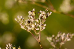 Gypsophila volgensis