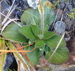 Calceolaria biflora