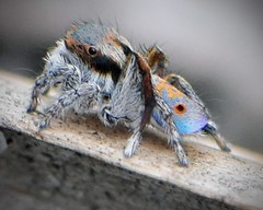 Maratus vultus