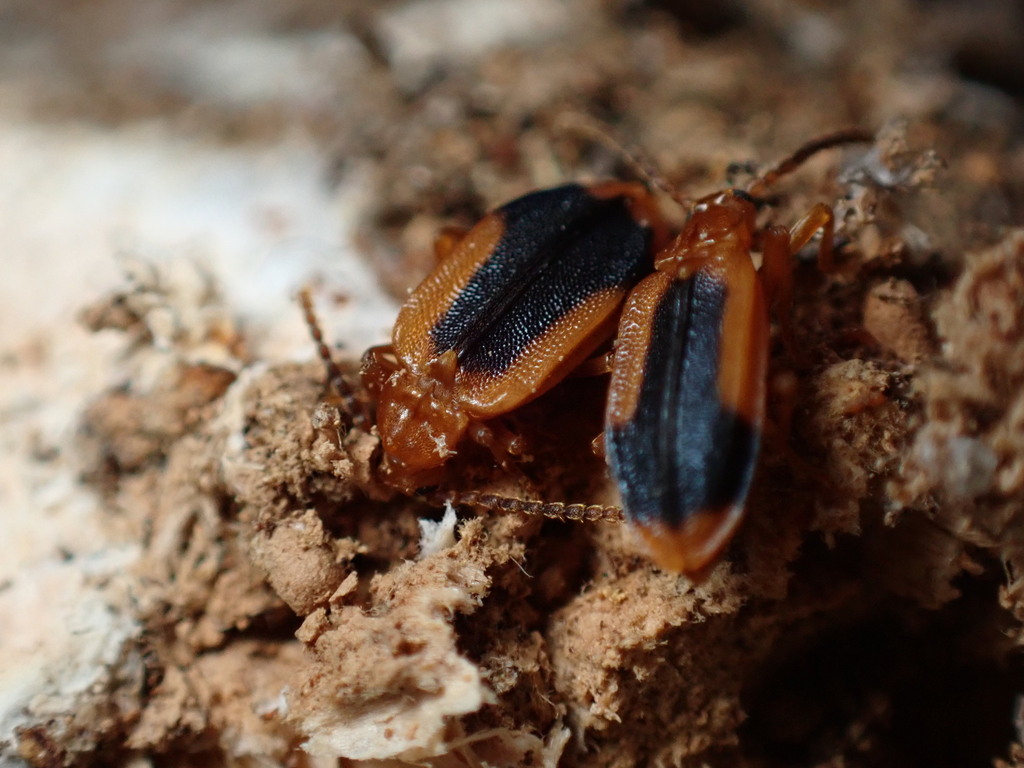 Ischalia californica