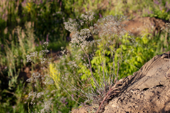 Gypsophila volgensis