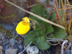 Calceolaria biflora