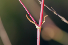 Gypsophila volgensis