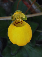 Calceolaria biflora