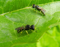 Ectemnius lapidarius