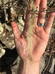 Dolichousnea longissima image
