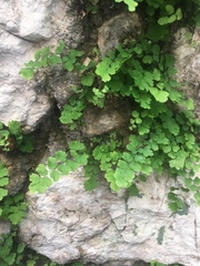 Adiantum capillus-veneris