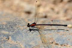 Austroargiolestes chrysoides