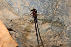 Austroargiolestes chrysoides