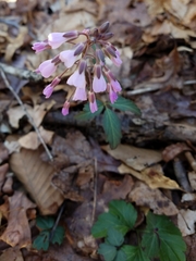 Cardamine angustata
