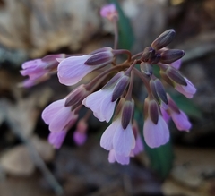 Cardamine angustata