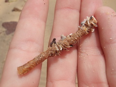 Diopatra dentata