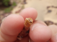 Diopatra dentata